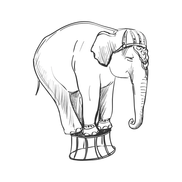 Doodle circo elefante — Vettoriale Stock