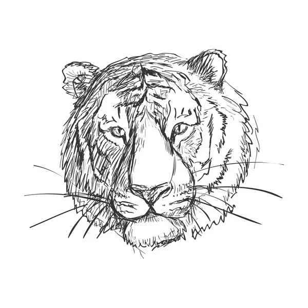 Schetsmatig doodle tijger — Stockvector