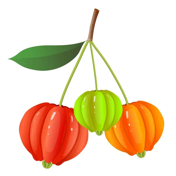Beerenfrüchte Vektorrealistische Illustration Farbenfroher Pitanga Suriname Kirsche Brasilianische Kirsche Oder — Stockvektor