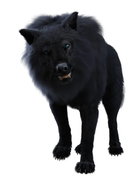 Black Direwolf Wolf Isolated White — Stock Photo, Image