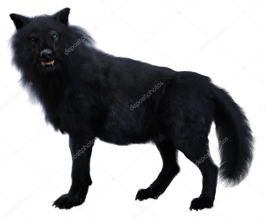 Black direwolf wolf isolated on white