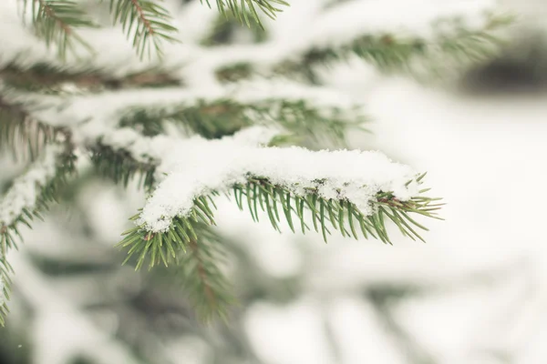 Pine Oddział Obrazy Stockowe bez tantiem