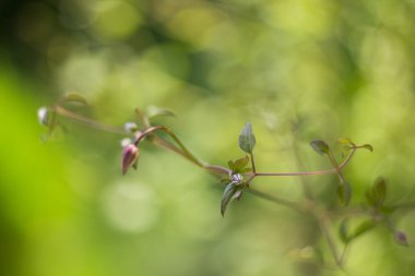 çiçek ve güzel bokeh