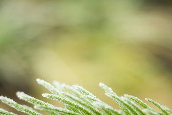 Ljus och frost — Stockfoto