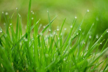 Yeşil çimlerin üzerindeki çiy damlaları