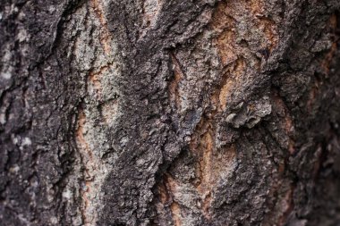 Yönetim Kurulu ağaç arka plan