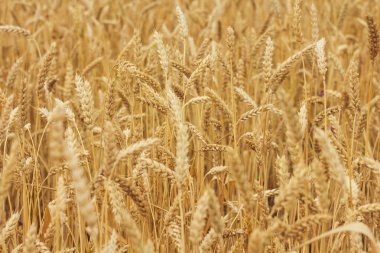 Olgun buğday arka plan
