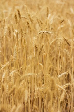 Olgun buğday