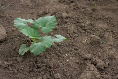 Bitkisel kemik iliği