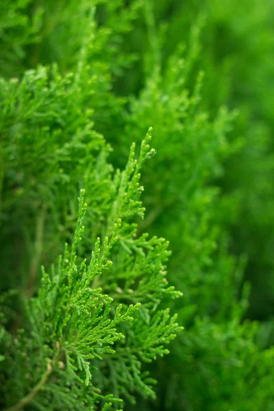 Cespuglio arborvitae — Foto Stock