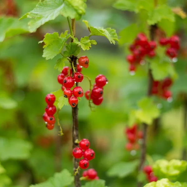 Redcurrants — стокове фото