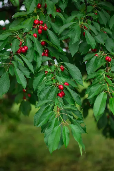 Cherries — Stock Photo, Image