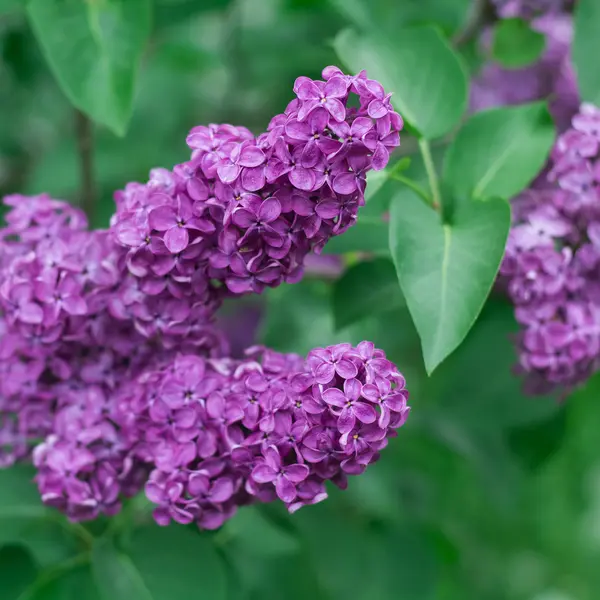 Pink lilac — Stock Photo, Image