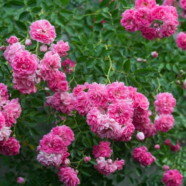 Roze rozen — Stockfoto