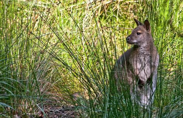 Wallabie alleen zittend in het gras — Stockfoto