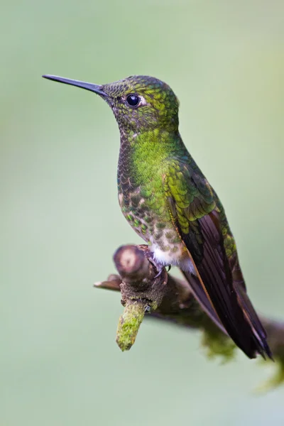 Humming Bird Sentado em um ramo Imagens De Bancos De Imagens Sem Royalties