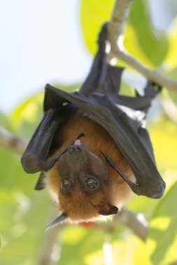 Bir ağaçta asılı yarasa