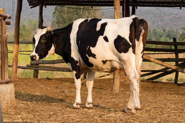 Vaca preta e branca na fazenda local na Tailândia — Fotografia de Stock