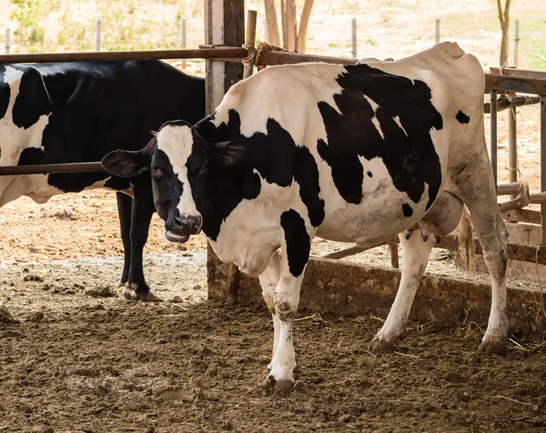 Siyah ve beyaz inek Tayland yerel çiftlikte