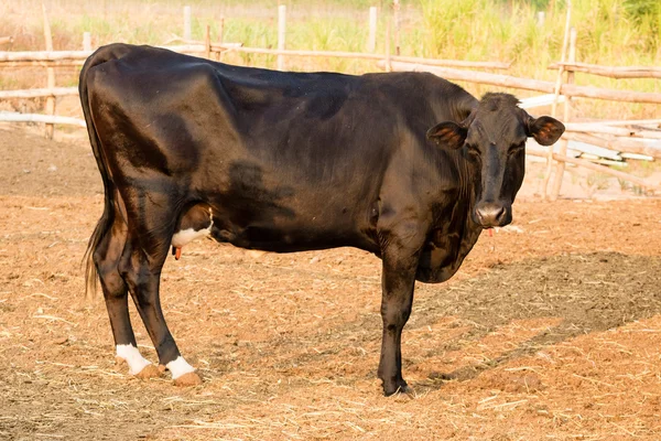 Чёрно-белая корова на местной ферме в Таиланде — стоковое фото