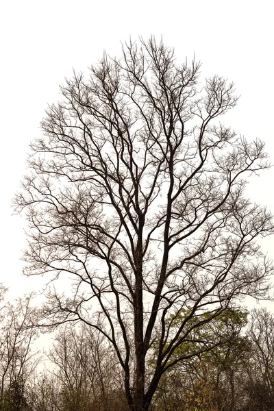 Resumen del árbol seco Fotos De Stock