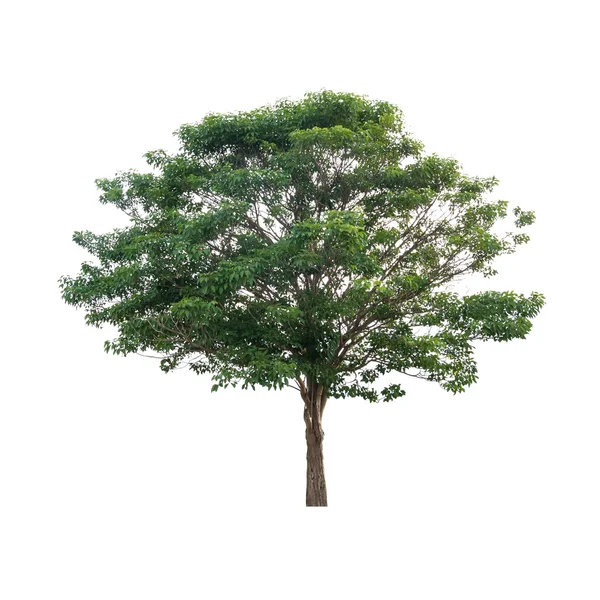 Árbol verde aislado sobre fondo blanco — Foto de Stock