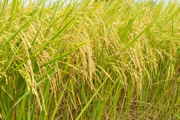 Rice field ready for harvest — Stock Photo, Image