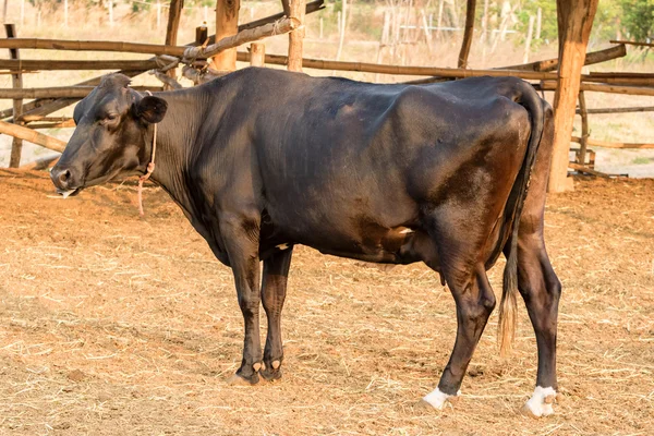 Vaca blanca y negra en una granja local en Tailandia — Foto de Stock