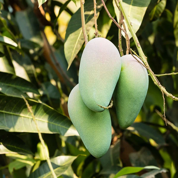 Mango på träd — Stockfoto