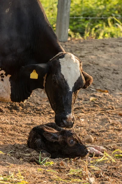 Limpeza de vacas e cuidados protegeu seu recém-nascido — Fotografia de Stock