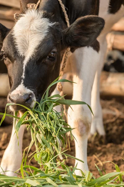 Чёрно-белый теленок ест траву — стоковое фото