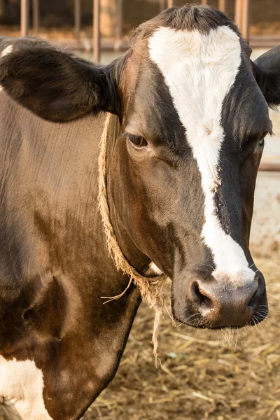 Portrait of Black and white cow — Stock Photo, Image