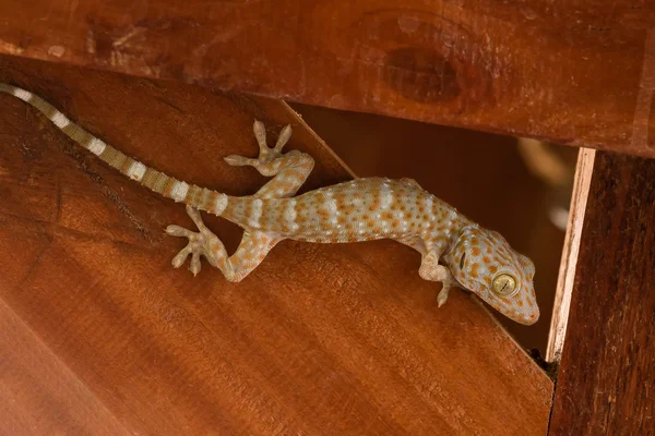Gecko klettert auf Holzwand — Stockfoto
