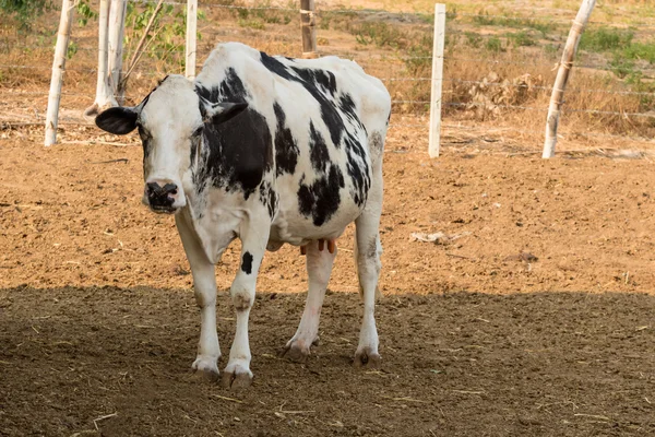 Vaca preta e branca na fazenda local na Tailândia — Fotografia de Stock