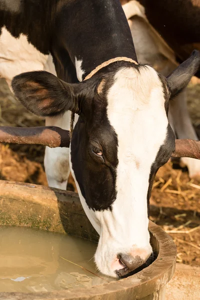 Eau potable de vache noire et blanche Photos De Stock Libres De Droits