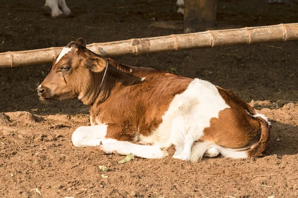 Retrato de jovem vaca marrom e branca na fazenda local — Fotografia de Stock