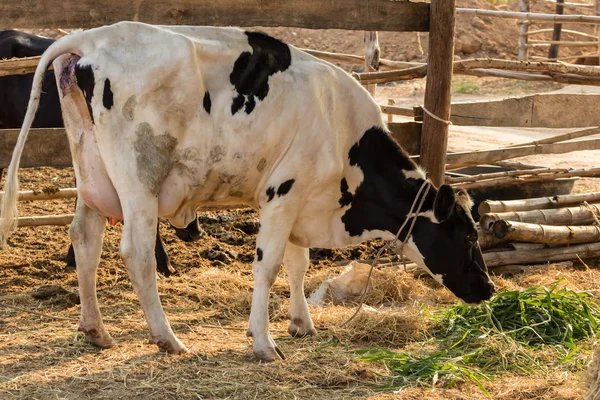 Чёрно-белая корова ест траву на местной ферме — стоковое фото
