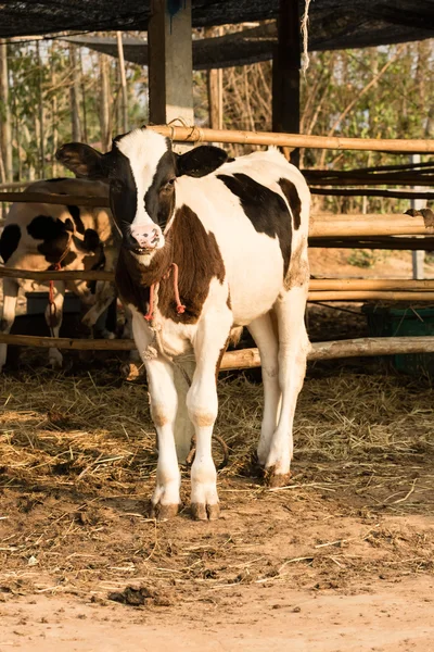 Portret młodego krowy czarno-białe w lokalnej farmy — Zdjęcie stockowe