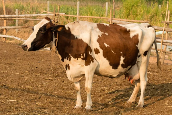 Vaca marrom e branca na fazenda local — Fotografia de Stock