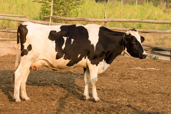 Czarno-białe krowy na lokalnych farm w Tajlandii — Zdjęcie stockowe