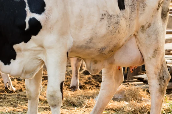 Закрытие крупного вымени коровы голштинской породы — стоковое фото