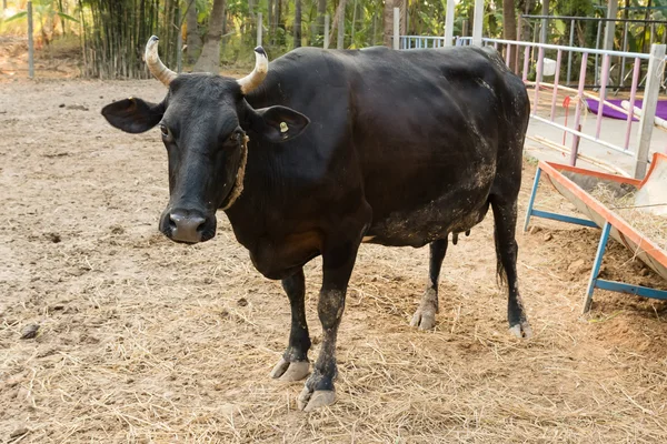 Retrato de vaca negra na fazenda local — Fotografia de Stock