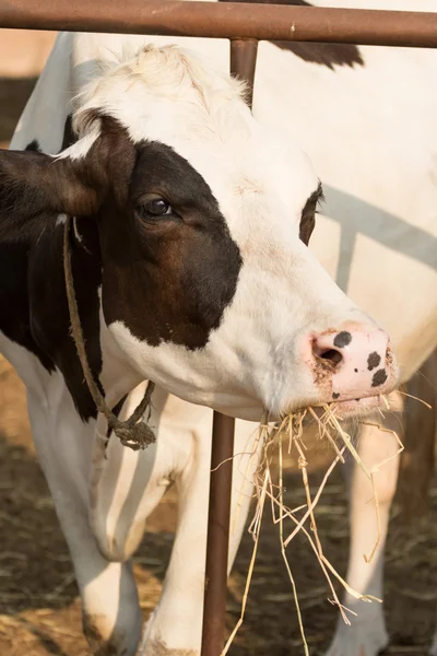 Чёрно-белая корова ест солому на местной ферме — стоковое фото