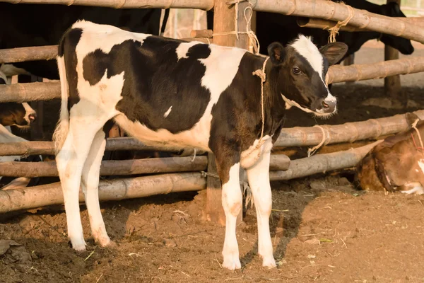 Portrait of young black and white cow in local farm — Stock Photo, Image