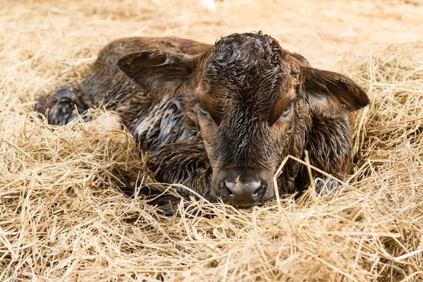 躺在秸秆上的棕色初生牛犊 — 图库照片