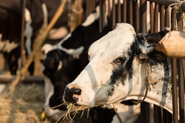 Black and White cow eating straw in local farm — Stock Photo, Image