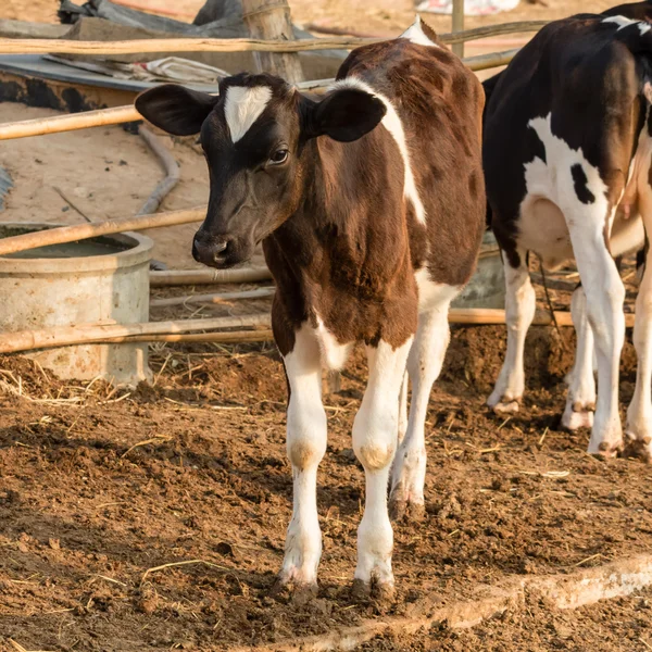 Portrait of young brown and white cow in local farm — Stock Photo, Image