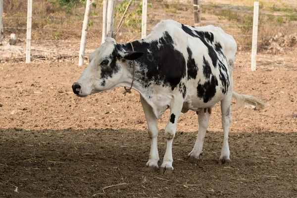 Czarno-białe krowy na lokalnych farm w Tajlandii — Zdjęcie stockowe