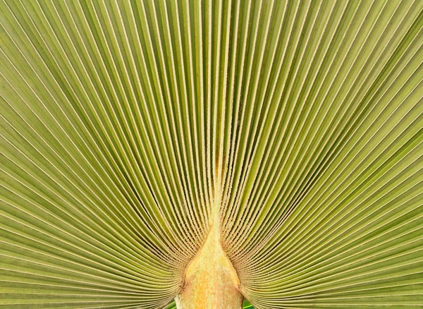 Yeşil palmiye yaprağı için arka plan dokusu — Stok fotoğraf