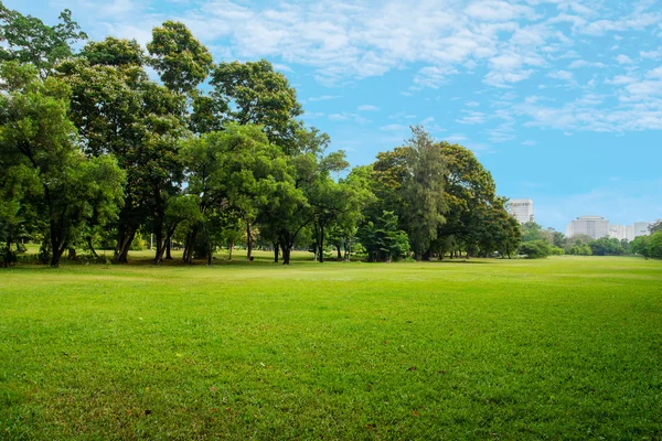 Grönt gräs fält i stora stadspark Stockbild